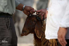 بازار فروش دام در عید سعید قربان کشورهای اسلامی