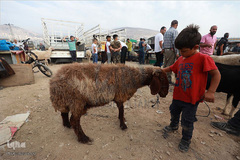 بازار فروش دام در عید سعید قربان کشورهای اسلامی