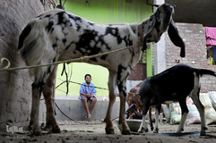 بازار فروش دام در عید سعید قربان کشورهای اسلامی