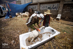 بازار فروش دام در عید سعید قربان کشورهای اسلامی