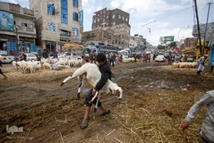 بازار فروش دام در عید سعید قربان کشورهای اسلامی