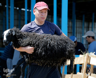 بازار فروش دام در عید سعید قربان کشورهای اسلامی