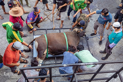 بازار فروش دام در عید سعید قربان کشورهای اسلامی