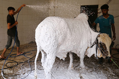 بازار فروش دام در عید سعید قربان کشورهای اسلامی