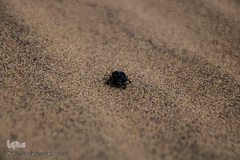 کویری گمشده در دل آذربایجان شرقی