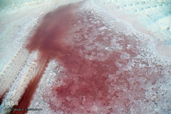 برداشت نمک از دریاچه «حوض سلطان» قم