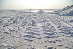 برداشت نمک از دریاچه «حوض سلطان» قم