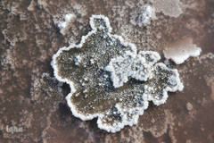 برداشت نمک از دریاچه «حوض سلطان» قم