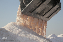 برداشت نمک از دریاچه «حوض سلطان» قم