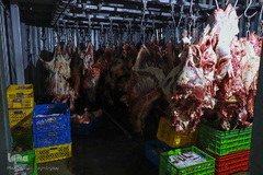 توزیع نذورات حسینیه اعظم زنجان