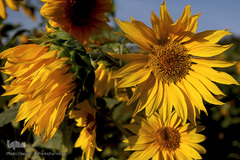 مزرعه گل آفتابگردان در منطقه «قاقازان» تاکستان