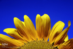 مزرعه گل آفتابگردان در منطقه «قاقازان» تاکستان