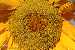 مزرعه گل آفتابگردان در منطقه «قاقازان» تاکستان