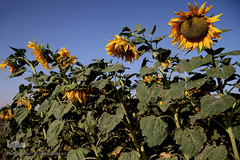 مزرعه گل آفتابگردان در منطقه «قاقازان» تاکستان