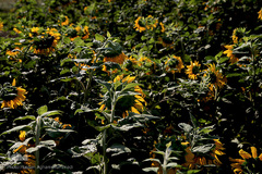 مزرعه گل آفتابگردان در منطقه «قاقازان» تاکستان