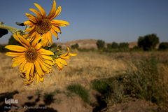 مزرعه گل آفتابگردان در منطقه «قاقازان» تاکستان