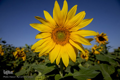 مزرعه گل آفتابگردان در منطقه «قاقازان» تاکستان