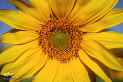 مزرعه گل آفتابگردان در منطقه «قاقازان» تاکستان