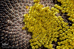 مزرعه گل آفتابگردان در منطقه «قاقازان» تاکستان