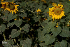 مزرعه گل آفتابگردان در منطقه «قاقازان» تاکستان