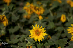 مزرعه گل آفتابگردان در منطقه «قاقازان» تاکستان