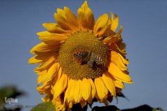 مزرعه گل آفتابگردان در منطقه «قاقازان» تاکستان