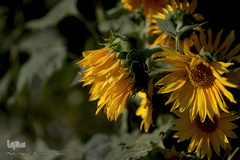 مزرعه گل آفتابگردان در منطقه «قاقازان» تاکستان