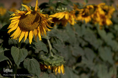 مزرعه گل آفتابگردان در منطقه «قاقازان» تاکستان