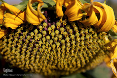 مزرعه گل آفتابگردان در منطقه «قاقازان» تاکستان