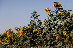 مزرعه گل آفتابگردان در منطقه «قاقازان» تاکستان