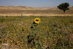 مزرعه گل آفتابگردان در منطقه «قاقازان» تاکستان