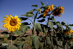 مزرعه گل آفتابگردان در منطقه «قاقازان» تاکستان