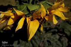 مزرعه گل آفتابگردان در منطقه «قاقازان» تاکستان