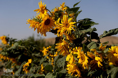 مزرعه گل آفتابگردان در منطقه «قاقازان» تاکستان