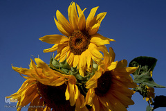 مزرعه گل آفتابگردان در منطقه «قاقازان» تاکستان