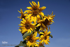 مزرعه گل آفتابگردان در منطقه «قاقازان» تاکستان