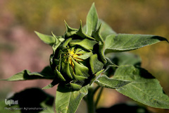 مزرعه گل آفتابگردان در منطقه «قاقازان» تاکستان