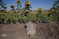 مزرعه گل آفتابگردان در منطقه «قاقازان» تاکستان