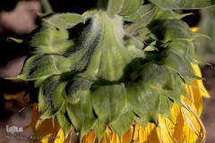 مزرعه گل آفتابگردان در منطقه «قاقازان» تاکستان