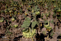 مزرعه گل آفتابگردان در منطقه «قاقازان» تاکستان