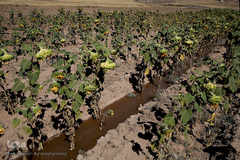 مزرعه گل آفتابگردان در منطقه «قاقازان» تاکستان