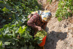 برداشت انگور از تاکستان های ملکان