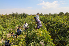 برداشت انگور از تاکستان های ملکان