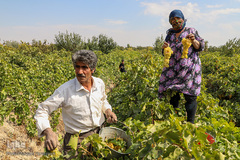 برداشت انگور از تاکستان های ملکان