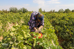 برداشت انگور از تاکستان های ملکان