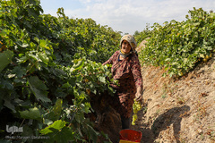 برداشت انگور از تاکستان های ملکان