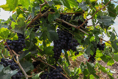 برداشت انگور از تاکستان های ملکان