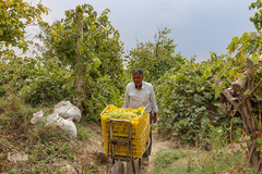 برداشت انگور از تاکستان های ملکان