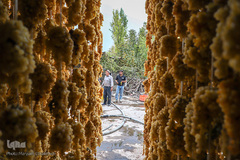 برداشت انگور از تاکستان های ملکان