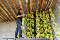 برداشت انگور از تاکستان های ملکان